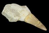Fossil Mosasaur (Eremiasaurus) Tooth With Jaw Section - Morocco #117012-1